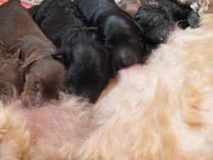 four hours old labradoodle puppies
