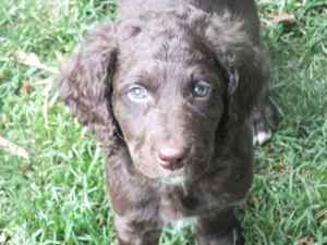 brown labradoodle puppy