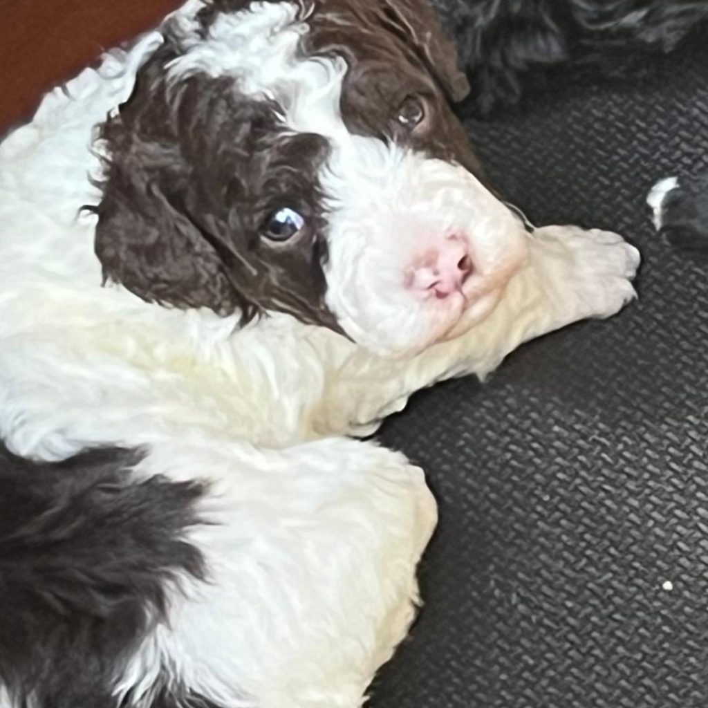 white and brown labradoodle puppy